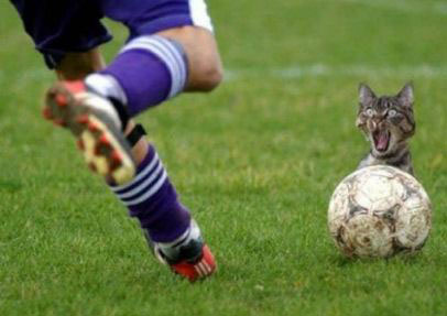 10345-soccer_cat_23-05-2012.jpg